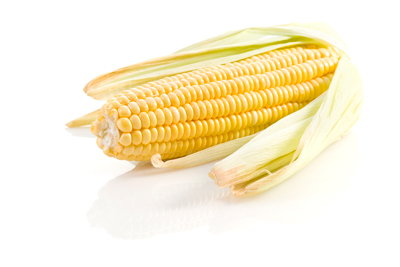Corn cob