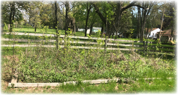 garden-before