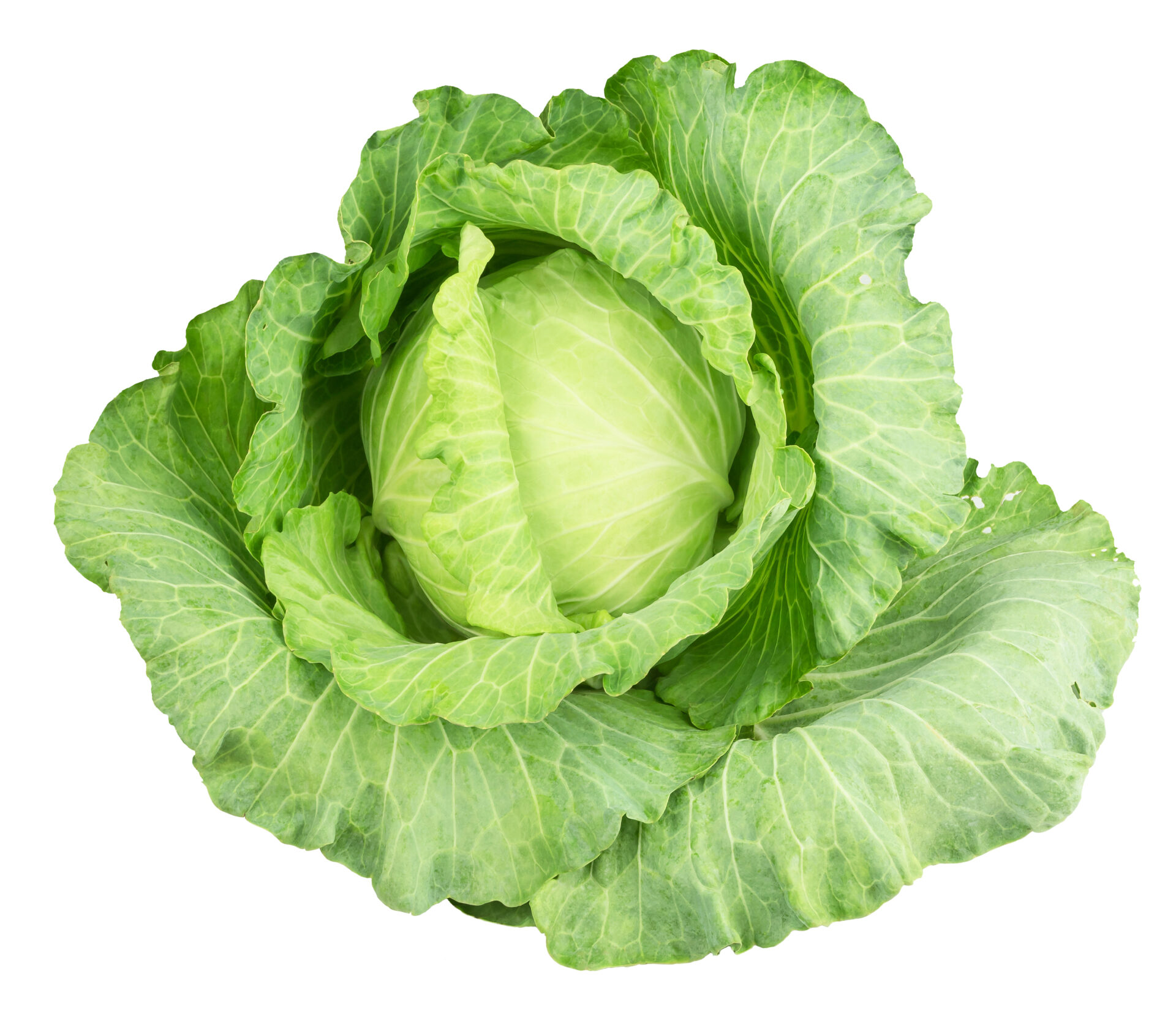 organic-green-cabbage